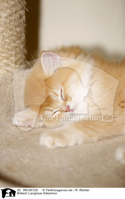 Britisch Langhaar K�tzchen / Highlander kitten / RR-56729