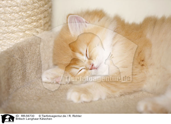 Britisch Langhaar K�tzchen / Highlander kitten / RR-56730