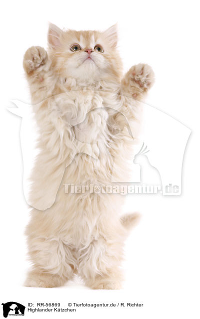 Highlander K�tzchen / kitten / RR-56869