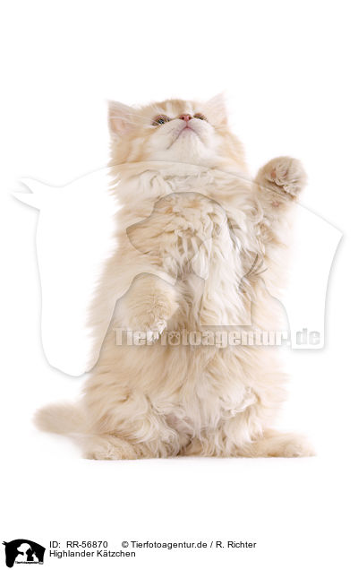 Highlander K�tzchen / kitten / RR-56870