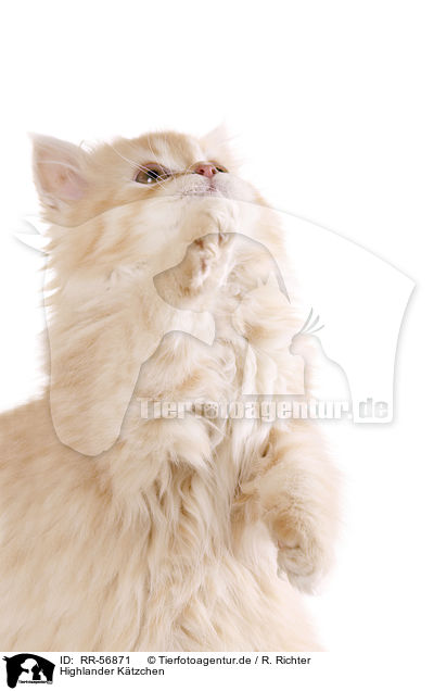 Highlander K�tzchen / kitten / RR-56871
