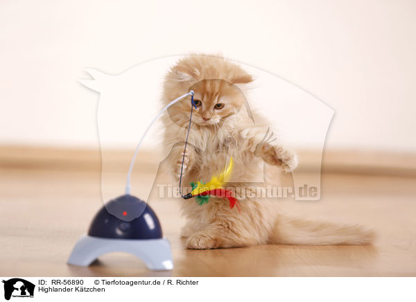 Highlander K�tzchen / kitten / RR-56890