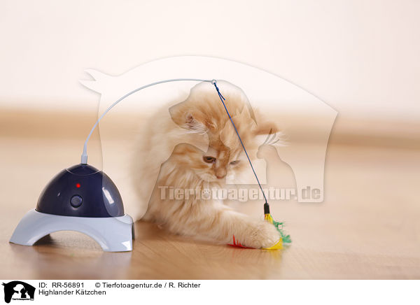 Highlander K�tzchen / kitten / RR-56891