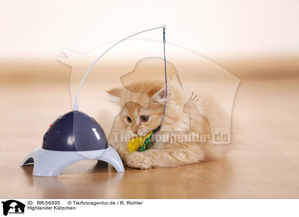 Highlander K�tzchen / kitten / RR-56895