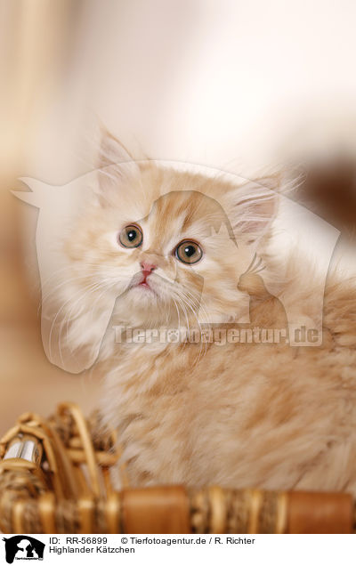 Highlander K�tzchen / kitten / RR-56899