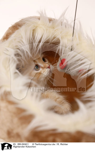 Highlander K�tzchen / kitten / RR-56901