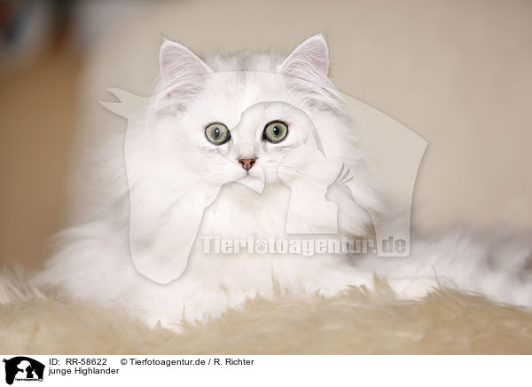 junge Highlander / young Highlander / RR-58622