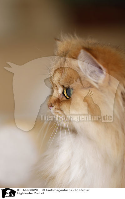 Highlander Portrait / Highlander Portrait / RR-58629