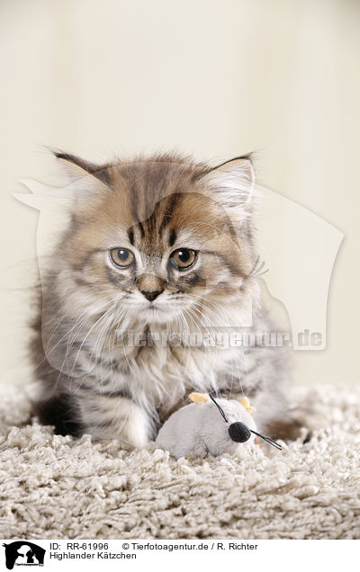 Highlander K�tzchen / Highlander kitten / RR-61996