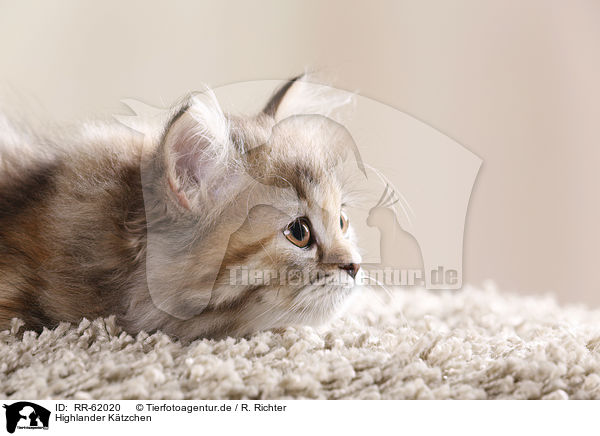 Highlander K�tzchen / Highlander kitten / RR-62020