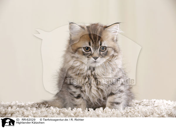 Highlander K�tzchen / Highlander kitten / RR-62029