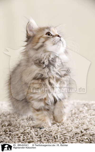 Highlander K�tzchen / Highlander kitten / RR-62041