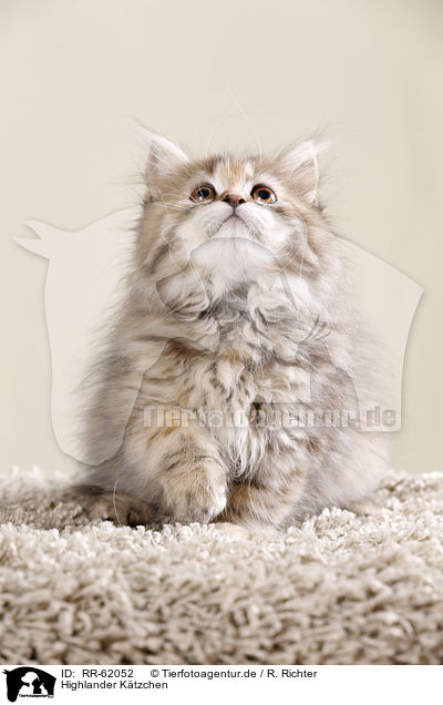 Highlander K�tzchen / Highlander kitten / RR-62052