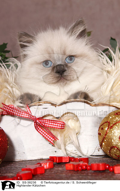 Highlander K�tzchen / Highlander Kitten / SS-38236