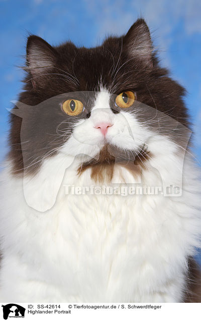 Highlander Portrait / Highlander Portrait / SS-42614