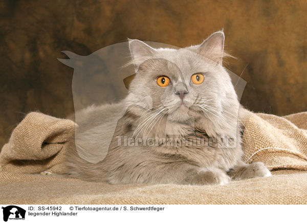 liegender Highlander / lying Highlander / SS-45942