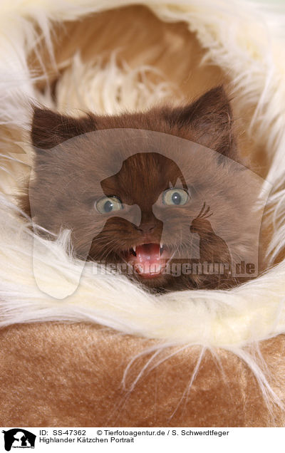 Highlander K�tzchen Portrait / Highlander kitten portrait / SS-47362