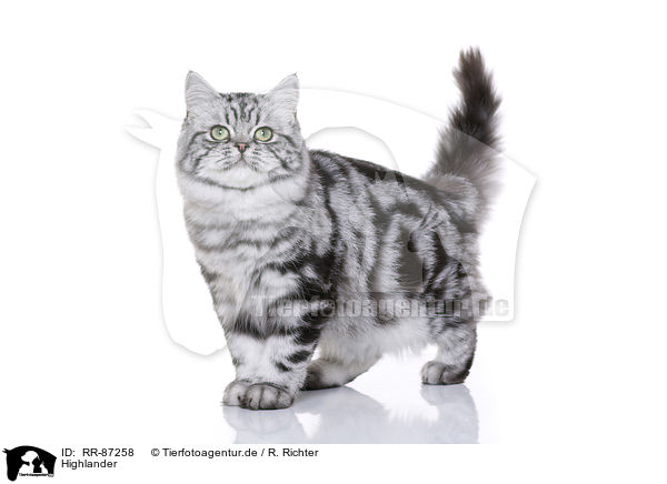 Highlander / Highlander / RR-87258