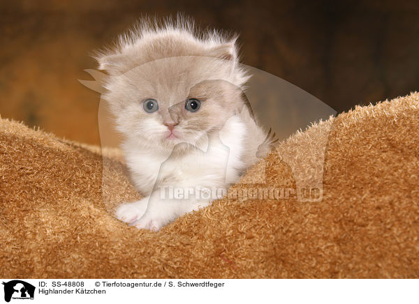 Highlander K�tzchen / Highlander Kitten / SS-48808