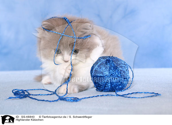 Highlander K�tzchen / Highlander Kitten / SS-48840