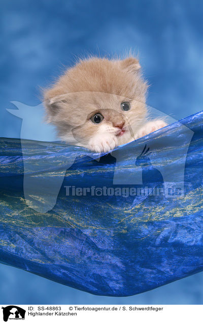 Highlander K�tzchen / Highlander Kitten / SS-48863