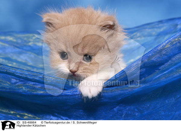 Highlander K�tzchen / Highlander Kitten / SS-48864