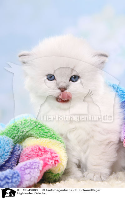 Highlander K�tzchen / Highlander Kitten / SS-49883
