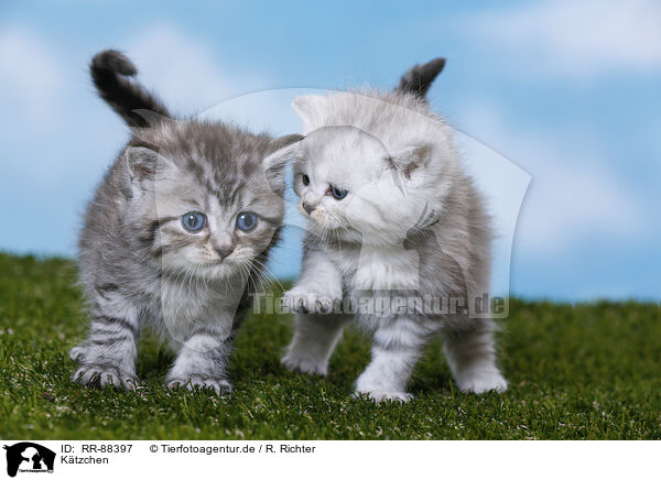 K�tzchen / Kitten / RR-88397