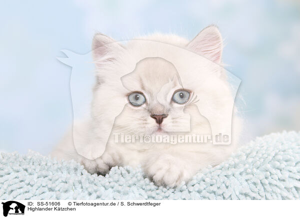 Highlander K�tzchen / Highlander Kitten / SS-51606