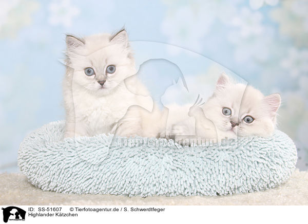 Highlander K�tzchen / Highlander Kitten / SS-51607