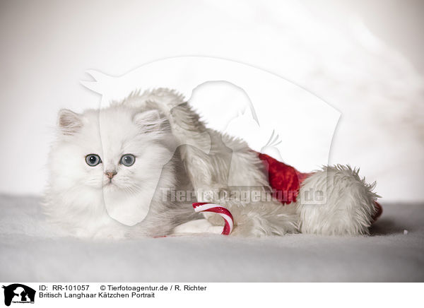 Britisch Langhaar K�tzchen Portrait / British Longhair Kitten portrait / RR-101057