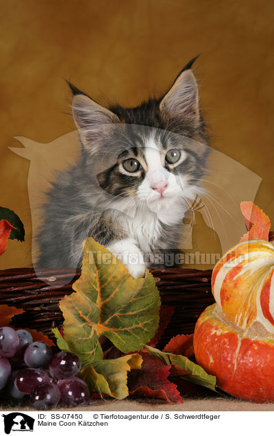 Maine Coon K�tzchen / Maine Coon Kitten / SS-07450