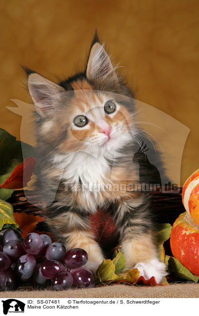 Maine Coon K�tzchen / Maine Coon Kitten / SS-07481