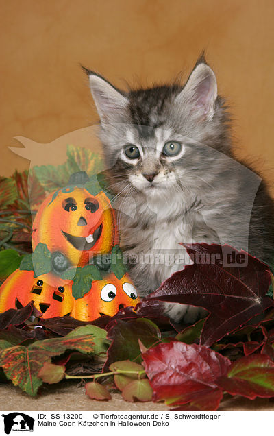 Maine Coon K�tzchen in Halloween-Deko / Maine Coon Kitten at Halloween / SS-13200