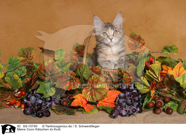 Maine Coon K�tzchen im Korb / maine coon kitten in basket / SS-15795