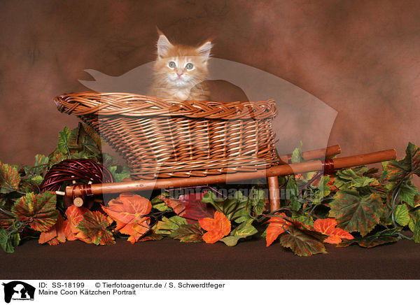 Maine Coon K�tzchen Portrait / Maine Coon Kitten Portrait / SS-18199