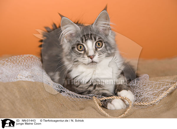 junge Maine Coon / young Maine Coon / NN-01443