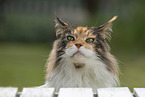 Maine Coon
