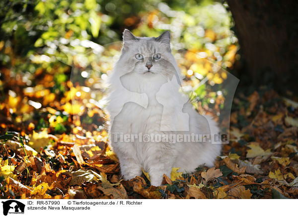 sitzende Neva Masquarade / sitting Neva Masquarade / RR-57990