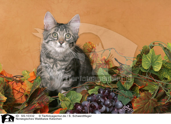 Norwegisches Waldkatze K�tzchen / Norwegian Forest Kitten / SS-10332