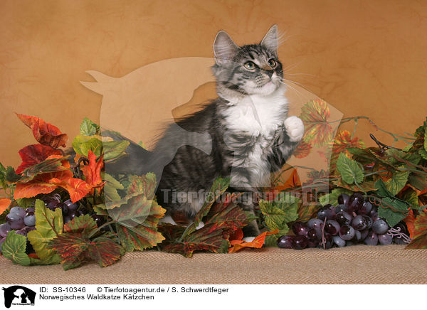 Norwegisches Waldkatze K�tzchen / Norwegian Forest Kitten / SS-10346