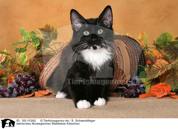 stehendes Norwegisches Waldkatze K�tzchen / standing Norwegian Forest Kitten / SS-10382