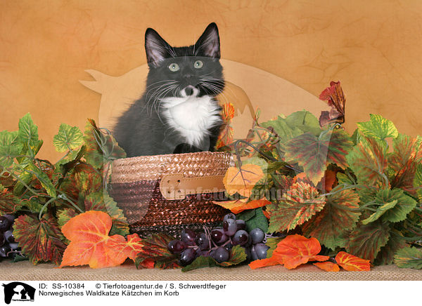 Norwegisches Waldkatze K�tzchen im Korb / Norwegian Forest Kitten in basket / SS-10384