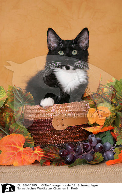 Norwegisches Waldkatze K�tzchen im Korb / Norwegian Forest Kitten in basket / SS-10385