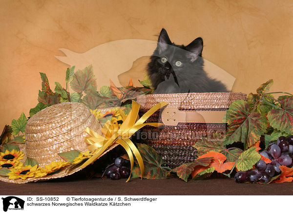 schwarzes Norwegisches Waldkatze K�tzchen / black Norwegian Forest Kitten / SS-10852