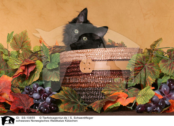 schwarzes Norwegisches Waldkatze K�tzchen / black Norwegian Forest Kitten / SS-10855