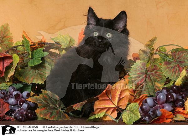 schwarzes Norwegisches Waldkatze K�tzchen / black Norwegian Forest Kitten / SS-10856