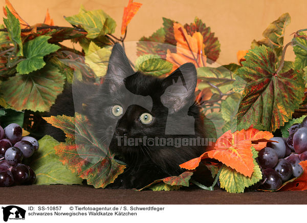 schwarzes Norwegisches Waldkatze K�tzchen / black Norwegian Forest Kitten / SS-10857