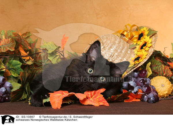 schwarzes Norwegisches Waldkatze K�tzchen / black Norwegian Forest Kitten / SS-10867