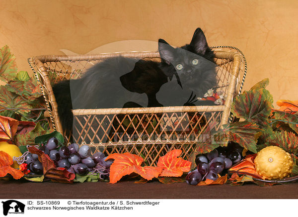 schwarzes Norwegisches Waldkatze K�tzchen / black Norwegian Forest Kitten / SS-10869